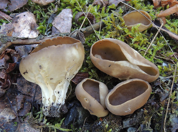 chriapač kalíškovitý Helvella acetabulum (L.) Quél.