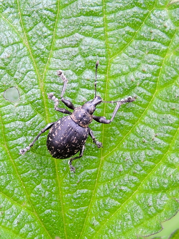 nosánik Liophloeus lentus