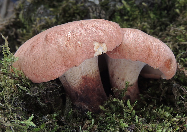 húževnatec pohárovitý Neolentinus schaefferi Redhead & Ginns