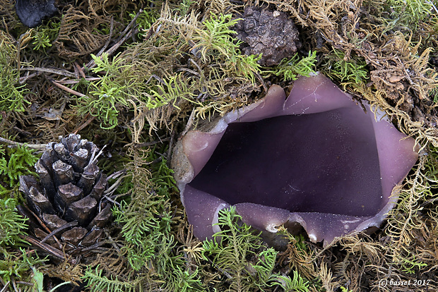 tulipánovka fialová Sarcosphaera coronaria (Jacq.) J. Schröt.