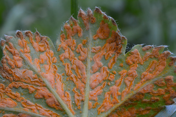 drobnospórka alchemilková Trachyspora intrusa (Grev.) Arthur