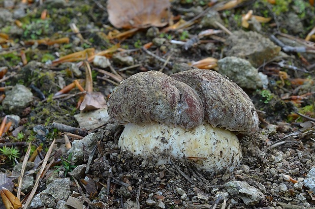 hríb sosnový Boletus pinophilus Pil. et Dermek in Pil.