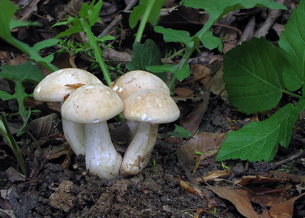 čírovnica májová Calocybe gambosa (Fr.) Donk