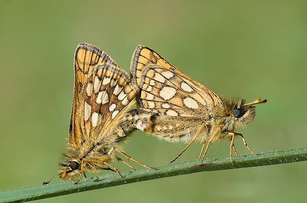 súmračník skorocelový Carterocephalus palaemon