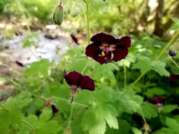 pakost hnedočervený Geranium phaeum L.