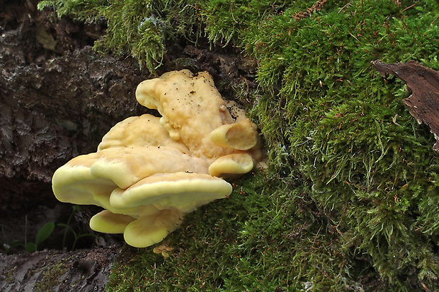 sírovec obyčajný Laetiporus sulphureus (Bull.) Murrill