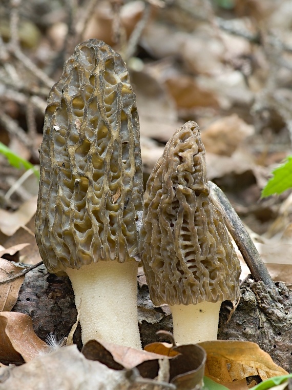 smrčok kužeľovitý Morchella conica Pers.