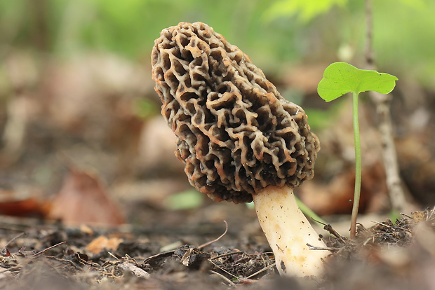 smrčok jedlý Morchella esculenta (L.) Pers.