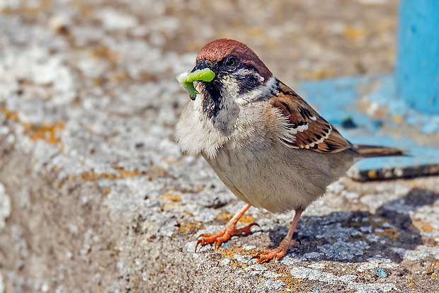 vrabec poľný  Passer montanus