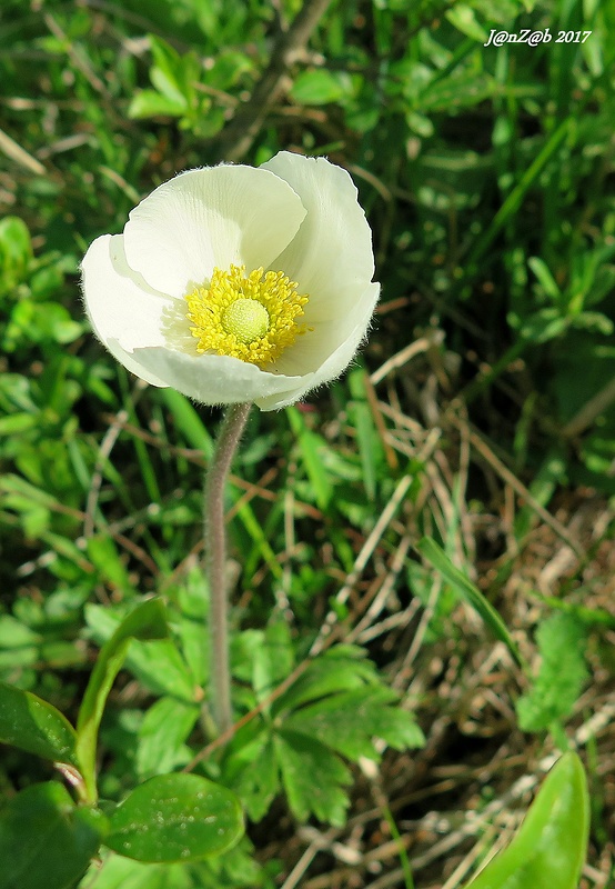 veternica lesná Anemone sylvestris L.