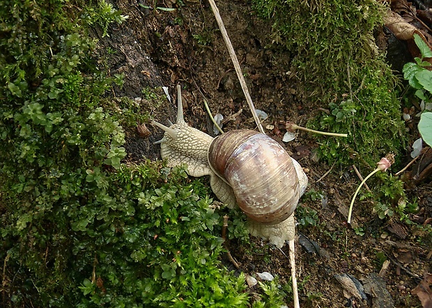 slimák Helix pomatia