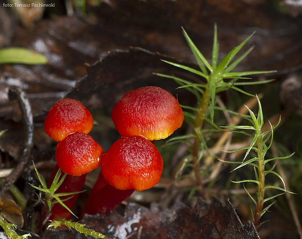 lúčnica krvavá Hygrocybe miniata (Fr.) P. Kumm.