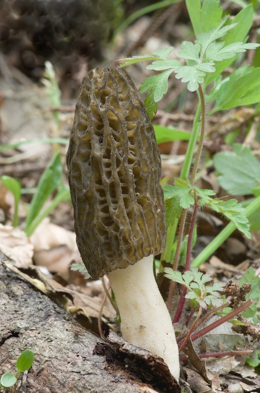 smrčok kužeľovitý Morchella conica Pers.