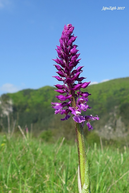 vstavač mužský poznačený Orchis mascula subsp. signifera (Vest) Soó