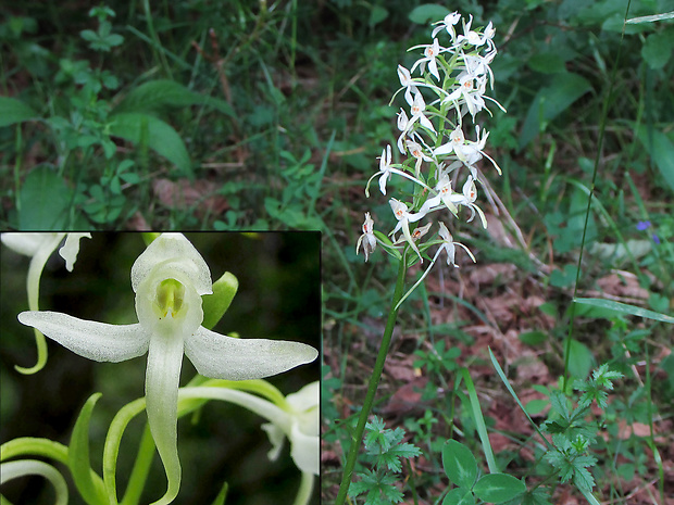 vemenník zelenkastý Platanthera chlorantha (Custer) Reinchenb.