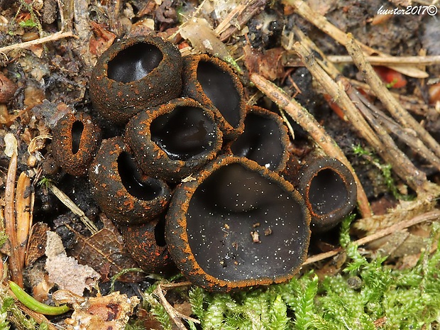 pakorienkovka čierna Plectania melastoma (Sowerby) Fuckel