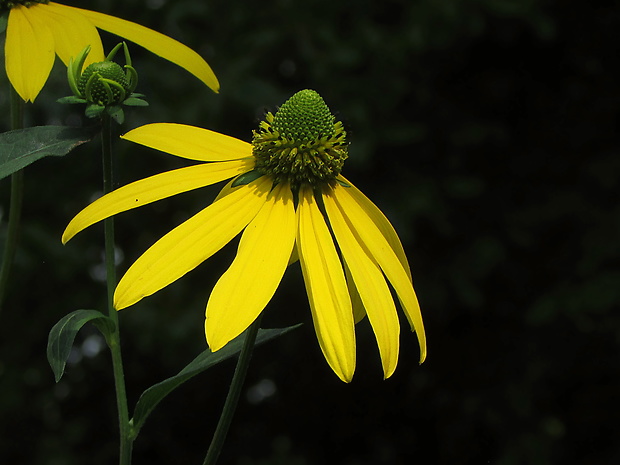 rudbekia strapatá Rudbeckia laciniata L.