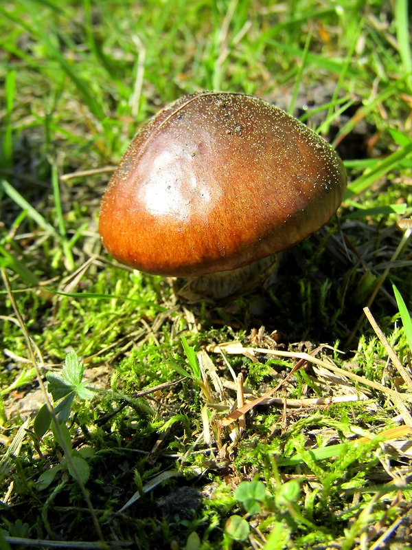 masliak obyčajný Suillus luteus (L.) Roussel