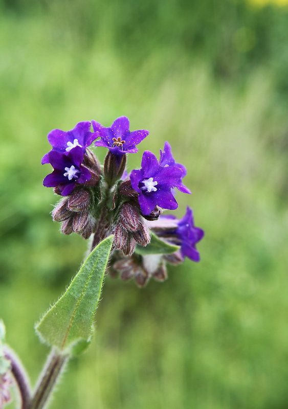 smohla lekárska Anchusa officinalis L.