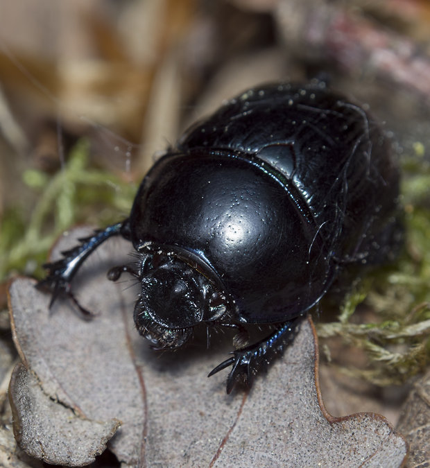 lajniak hôrny Anoplotrupes stercorosus