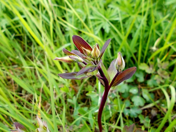 orlíček ? Aquilegia aurea Janka