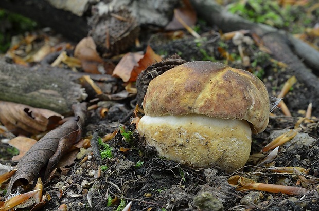 hríb sosnový Boletus pinophilus Pil. et Dermek in Pil.