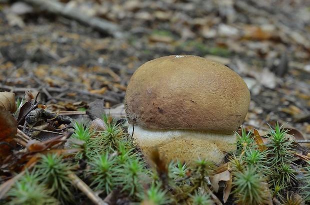 hríb sosnový Boletus pinophilus Pil. et Dermek in Pil.