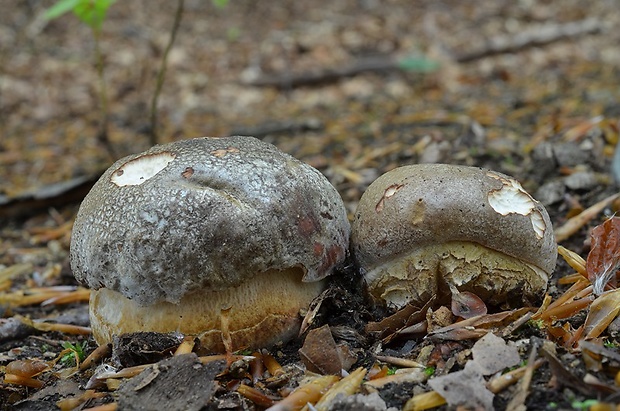 hríb sosnový Boletus pinophilus Pil. et Dermek in Pil.