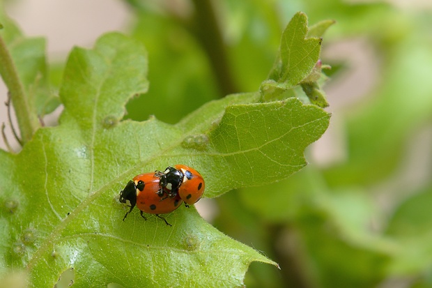 lienka sedembodková Coccinella septempunctata