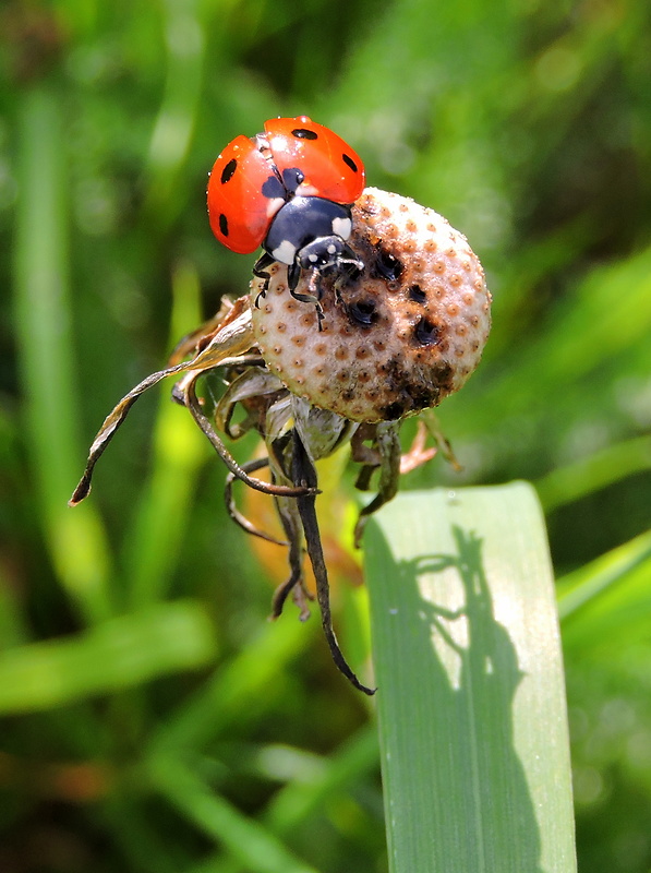 lienka sedembodková Coccinella septempunctata