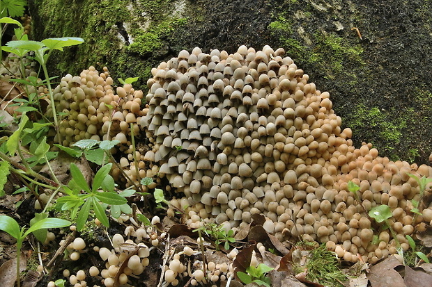 hnojník rozsiaty Coprinellus disseminatus (Pers.) J.E. Lange