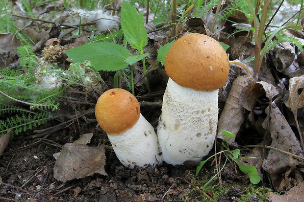 kozák osikový Leccinum albostipitatum den Bakker & Noordel.