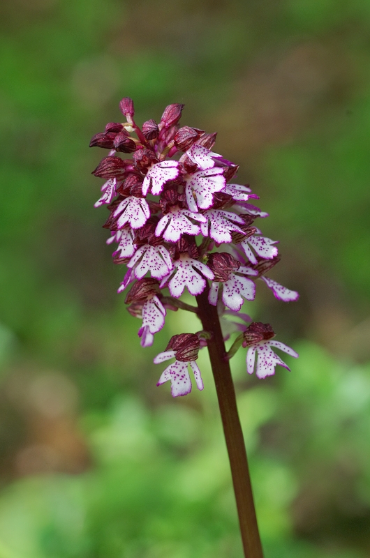 vstavač purpurový Orchis purpurea Huds.