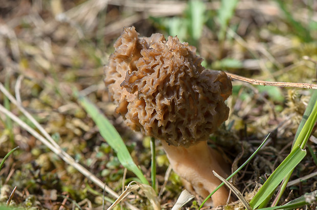 smrčkovec český Verpa bohemica (Krombh.) J. Schröt.