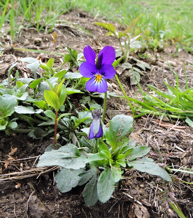 fialka sutinová pestrá Viola saxatilis subsp. polychroma (A. Kern.) Kirschner et Skalický