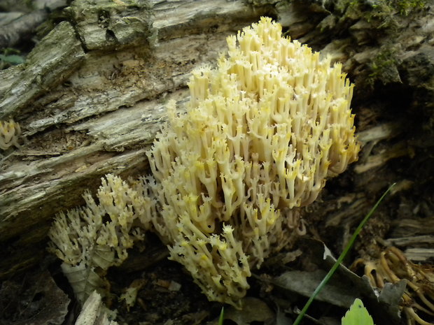 korunovec svietnikovitý Artomyces pyxidatus (Pers.) Jülich