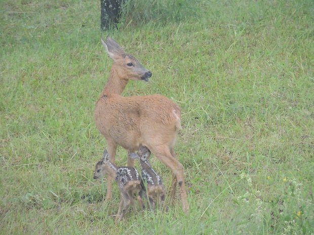 srna lesná Capreolus capreolus