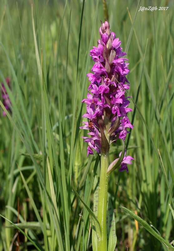 vstavačovec májový pravý Dactylorhiza majalis subsp. majalis (Reincherb.) Hunt & Summerh.