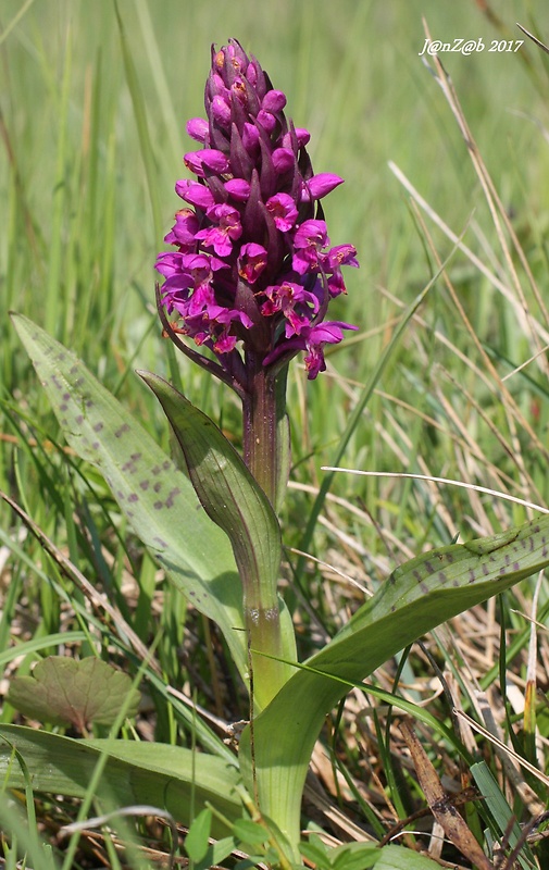 vstavačovec májový pravý Dactylorhiza majalis subsp. majalis (Reincherb.) Hunt & Summerh.