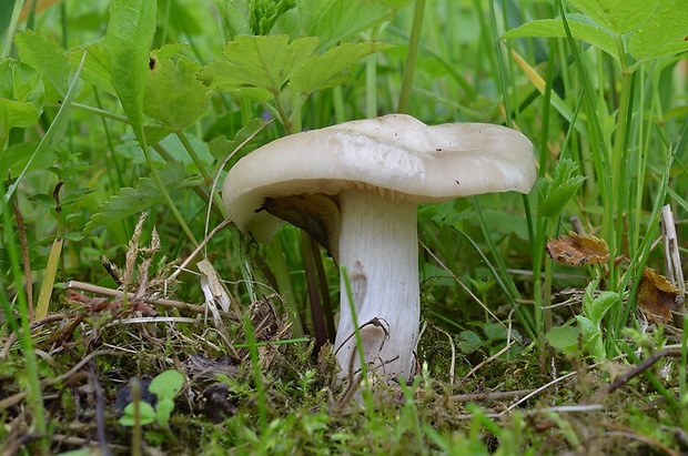 hodvábnica jarná Entoloma clypeatum (L.) P. Kumm.