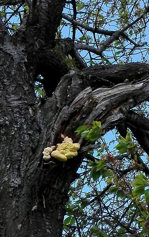 sírovec obyčajný Laetiporus sulphureus (Bull.) Murrill