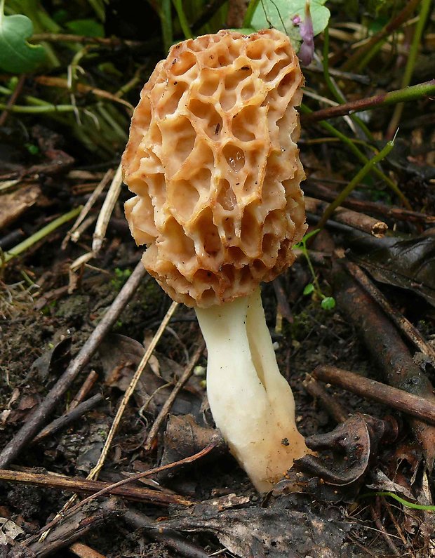 smrčok jedlý Morchella esculenta  (L.) Pers.