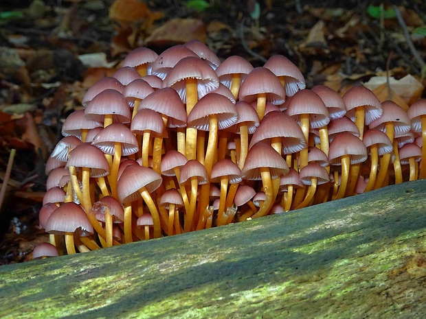 prilbička žltohlúbiková Mycena renati Quél.