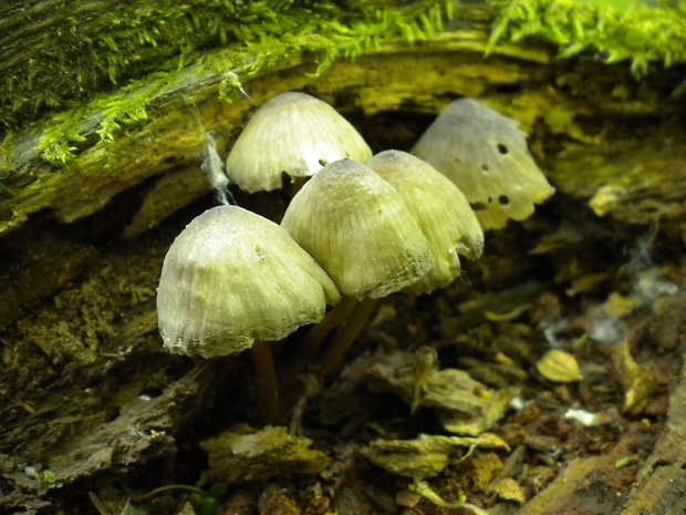 prilbička Mycena sp.