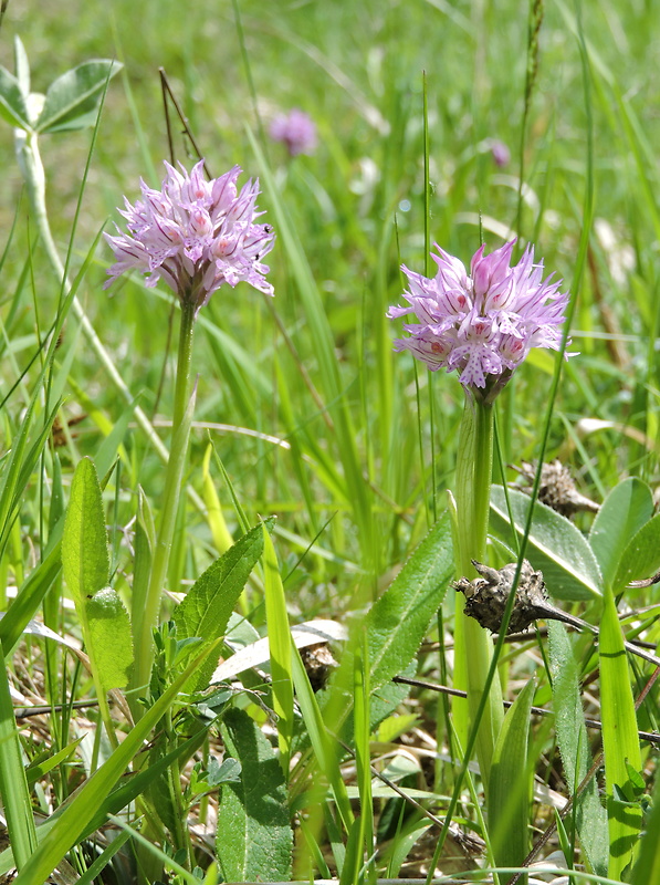 neotinea trojzubá Neotinea tridentata (Scop.) R. M. Bateman, Pridceon et M. W. Chase