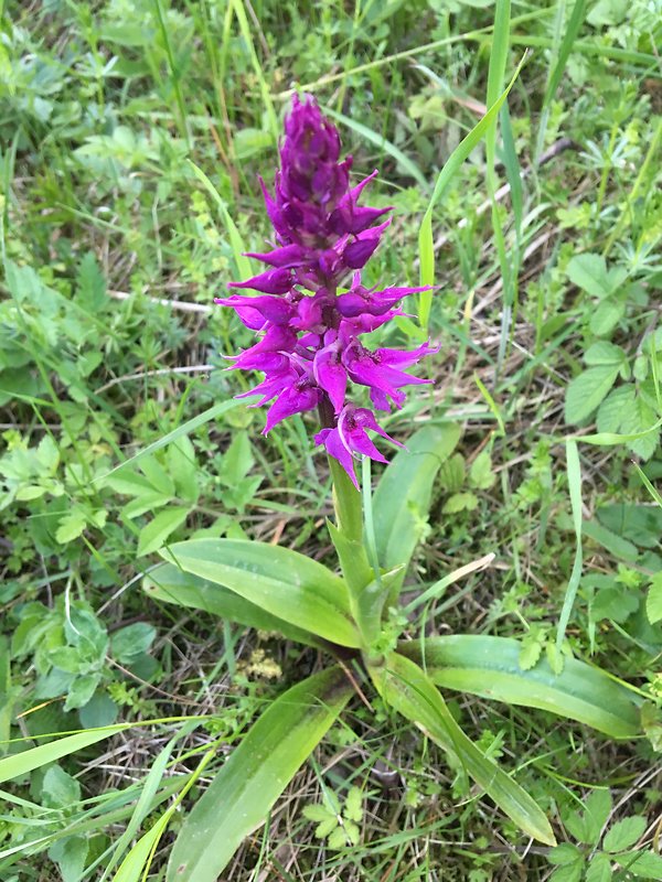 vstavač mužský poznačený Orchis mascula subsp. signifera (Vest) Soó