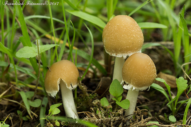 drobuľka Psathyrella sp.