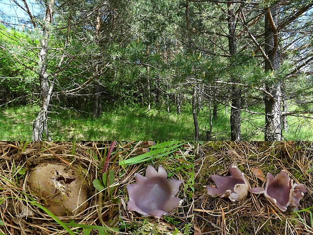 tulipánovka fialová-biotop Sarcosphaera coronaria (Jacq.) J. Schröt.