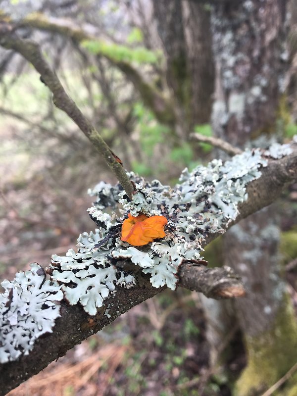 rôsolovka zlatožltá Tremella mesenterica Retz.