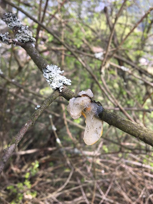 rôsolovka zlatožltá Tremella mesenterica Retz.